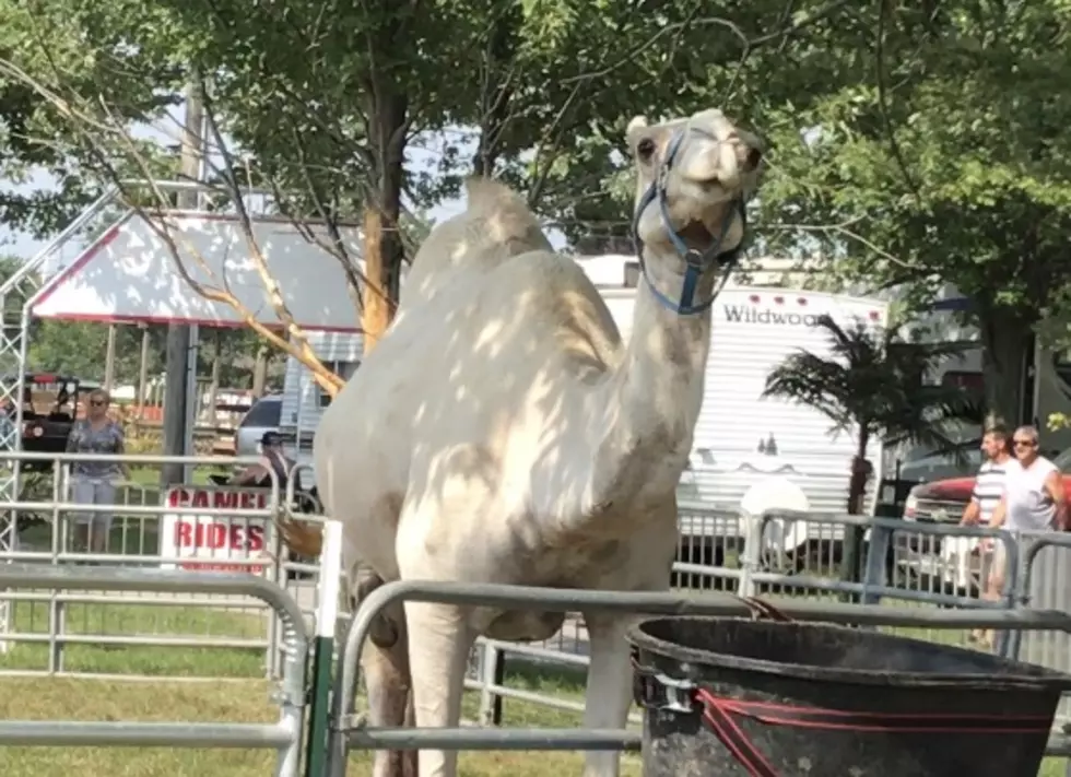 Pet a Camel, See a Man Swallow a Sword + More at the Niagara County Fair