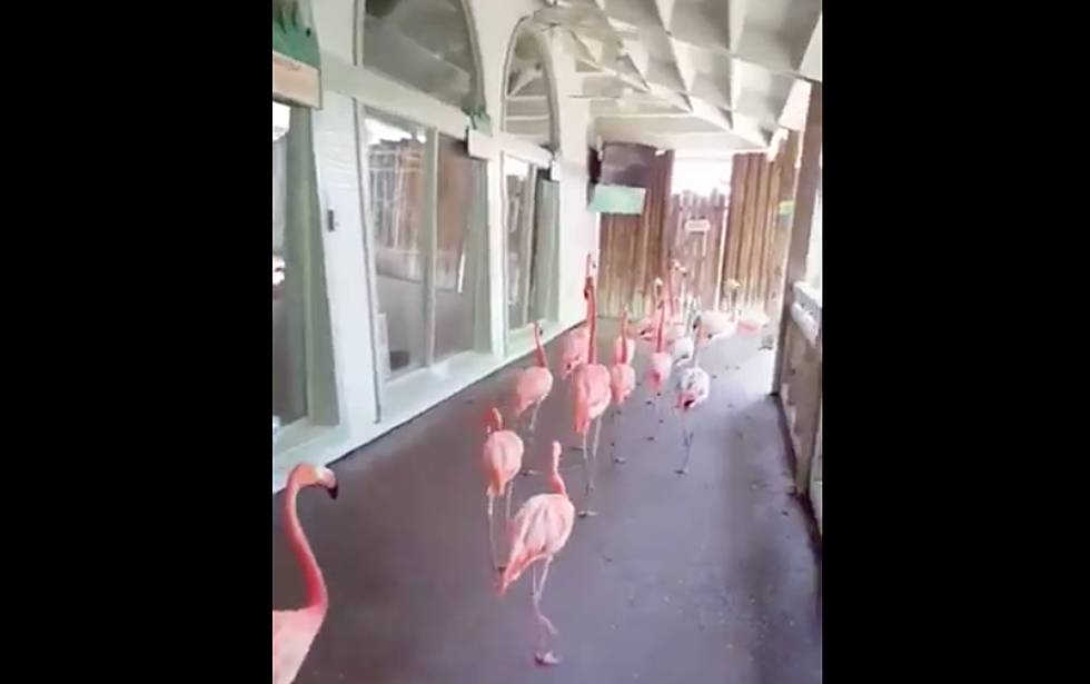 This Is How Busch Gardens Evacuated Their Flamingos For Irma [VIDEO]