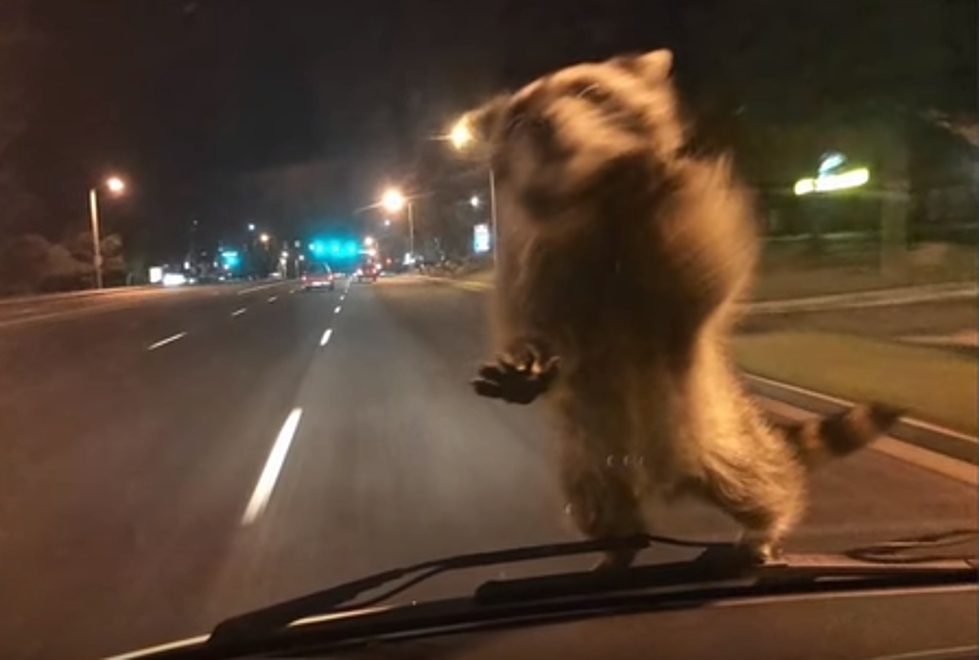LOOK: This Raccoon Jumping On This Police Officer’s Windshield [VIDEO]
