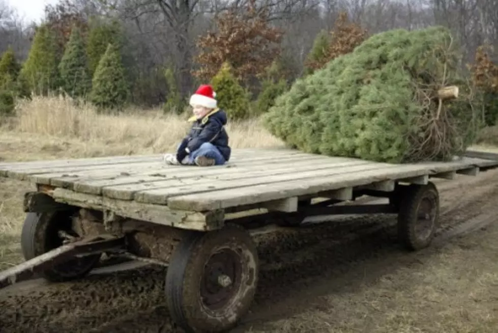 Here’s Where You Can Cut Down Your Christmas Tree in WNY