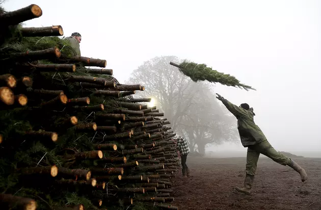 WATCH: WeatherTech Tree Mat Saves Christmas and Flooring