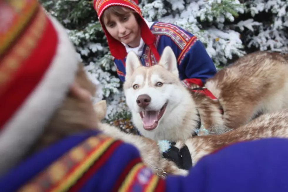 7 Ways To Make The Holiday Safer For Your Pets