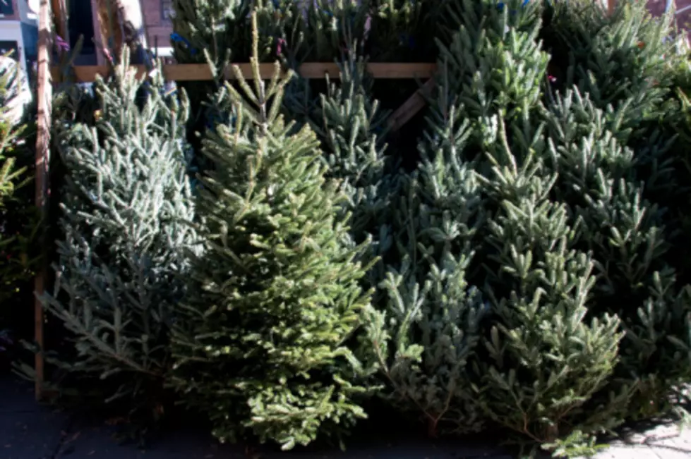 This is where you can Recycle you Christmas tree in Buffalo.