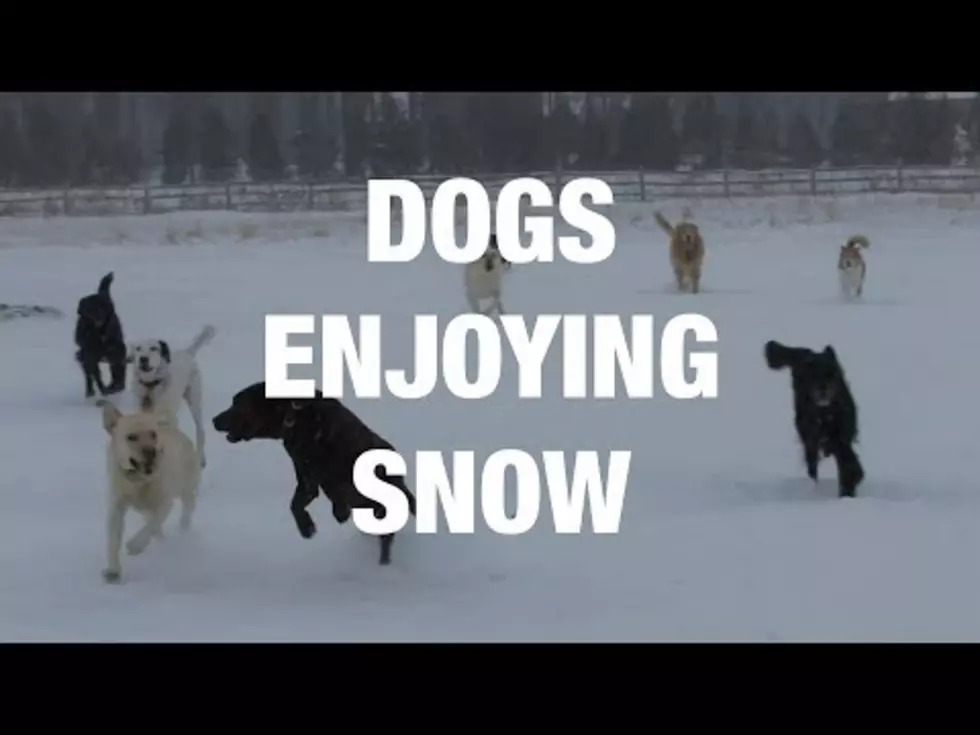 Try Not To Smile While Watching These Dogs Experience Snow