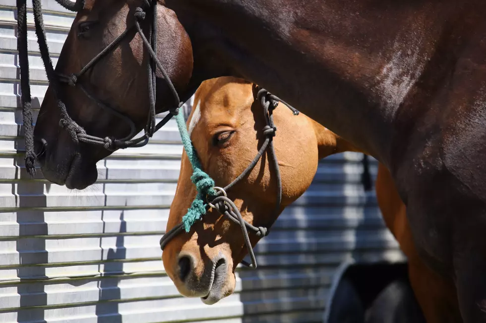 $1.9 Million Dollar Horse Farm For Sale In New York