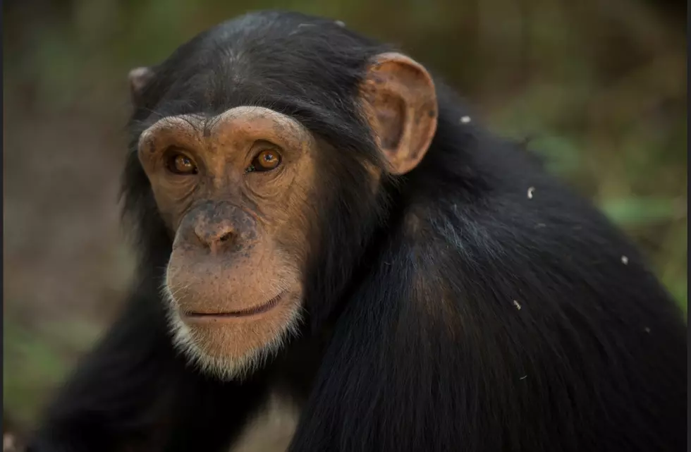 2nd Court Ruling Confirms A Chimpanzee Is Not A Person