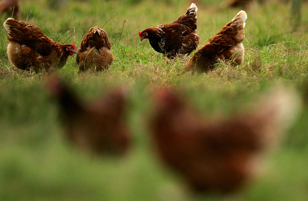 Chickens May be Best Defense Against Ticks
