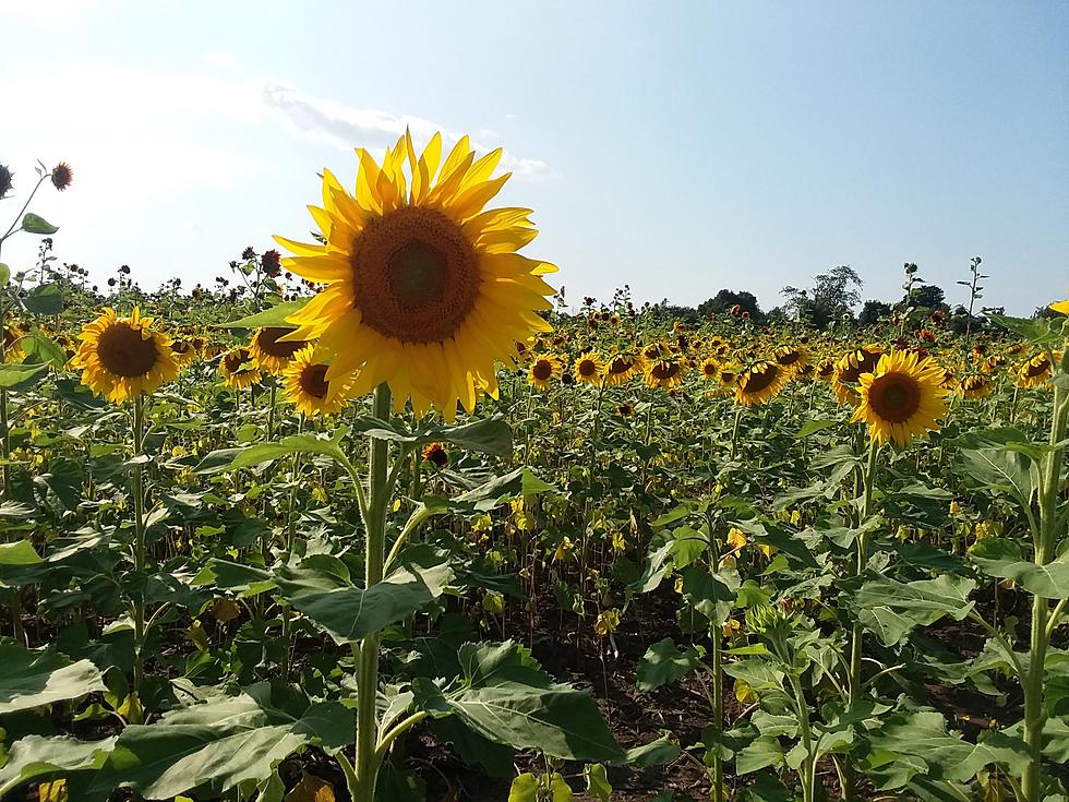 Sanborn Sunflower Field Inspires Art