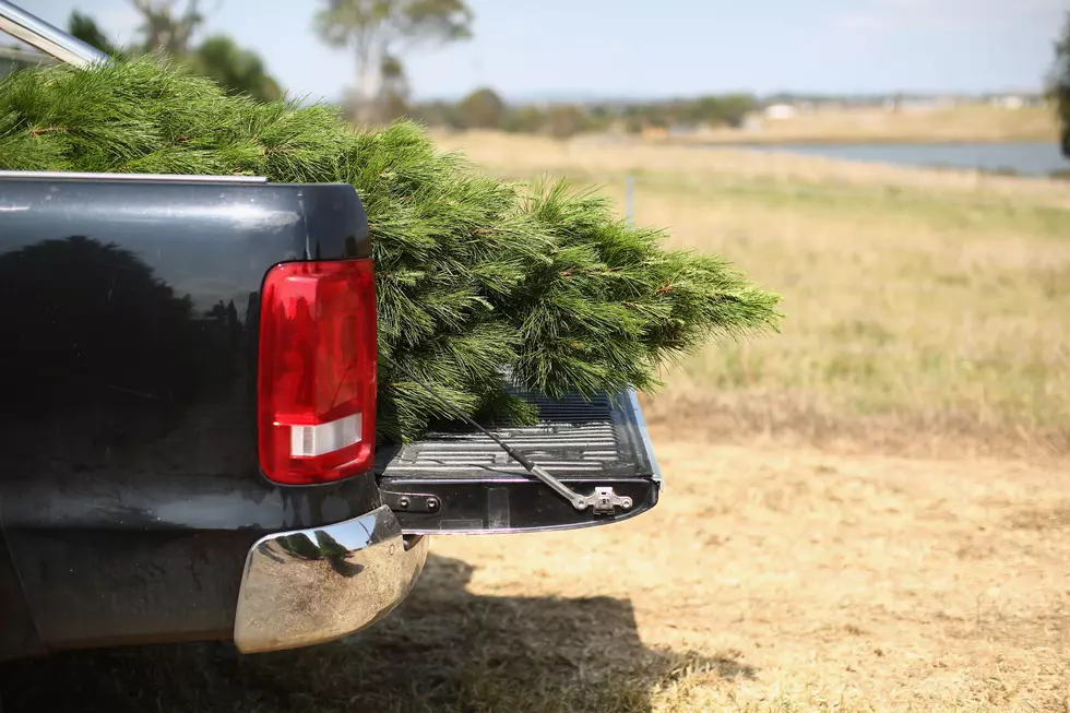 Lowe’s Will Deliver Your Christmas Tree For FREE This Year