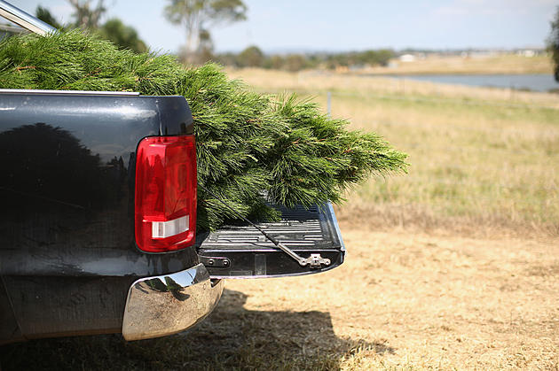 How To Get Rid Of Your Christmas Tree