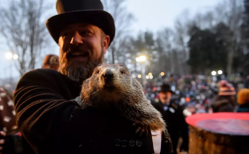 Punxsutawney Phil Is A Wanted Groundhog - Police Issue Warrant