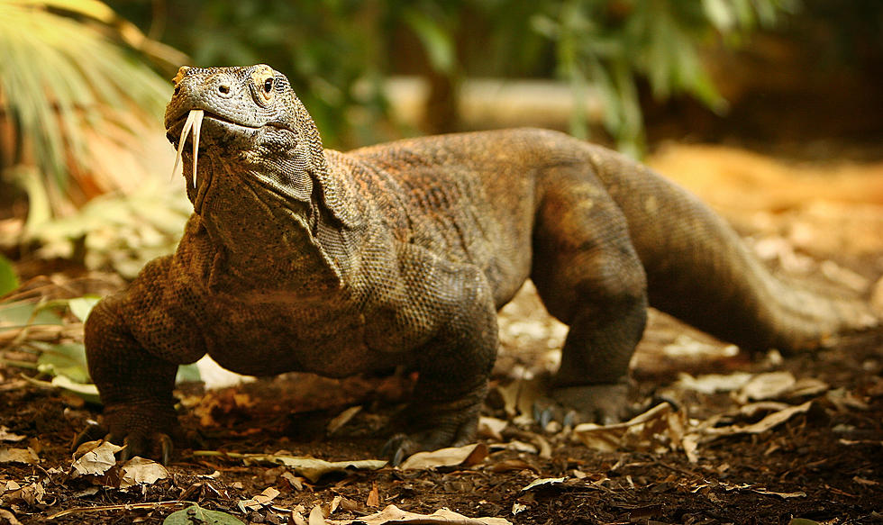 Komodo Dragon Was On The Loose + Missing in Buffalo, New York