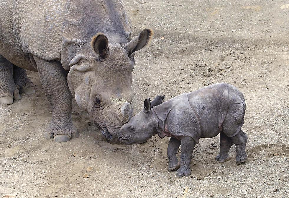 The Baby Rhino At The Buffalo Zoo Has A Name