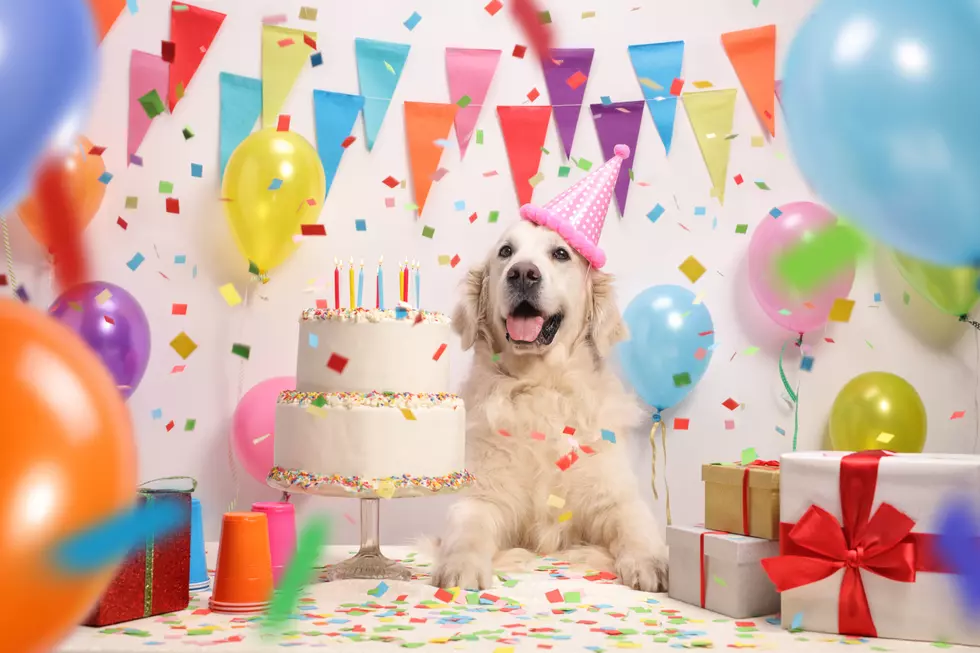 Birthday Parties For Dogs? Have Things Gone Too Far