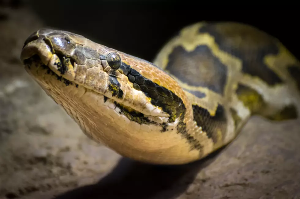 14-Foot Python Found On A Lawn In Ontario