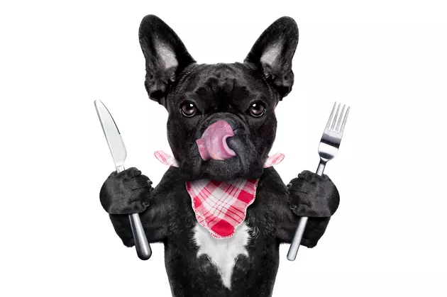 New York City Is Hosting It&#8217;s First Ever Dog Restaurant Week
