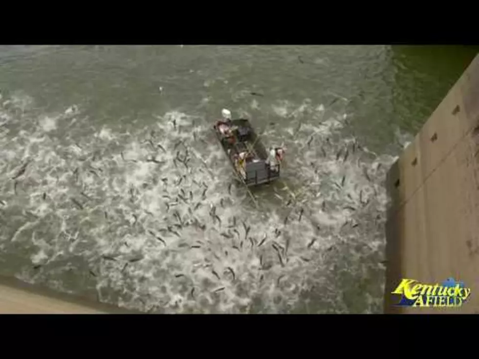 Kentucky Gets Rid Of Invasive Fish With Electrofishing