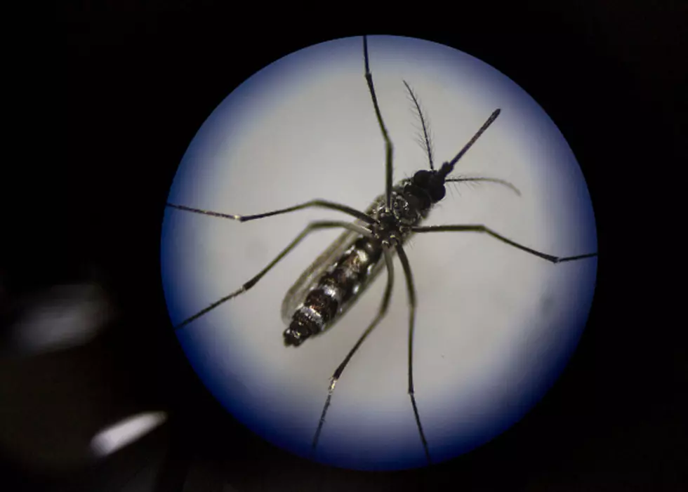 CDC Warns Of Rare Virus Carried Through Mosquitoes