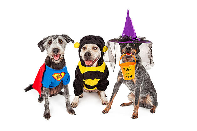 Join WYRK At The Eastern Hills Mall With Your Furry Friend For Pawlaween
