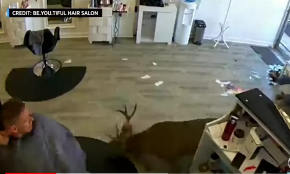 Deer Crashes Into Hair Salon [VIDEO]
