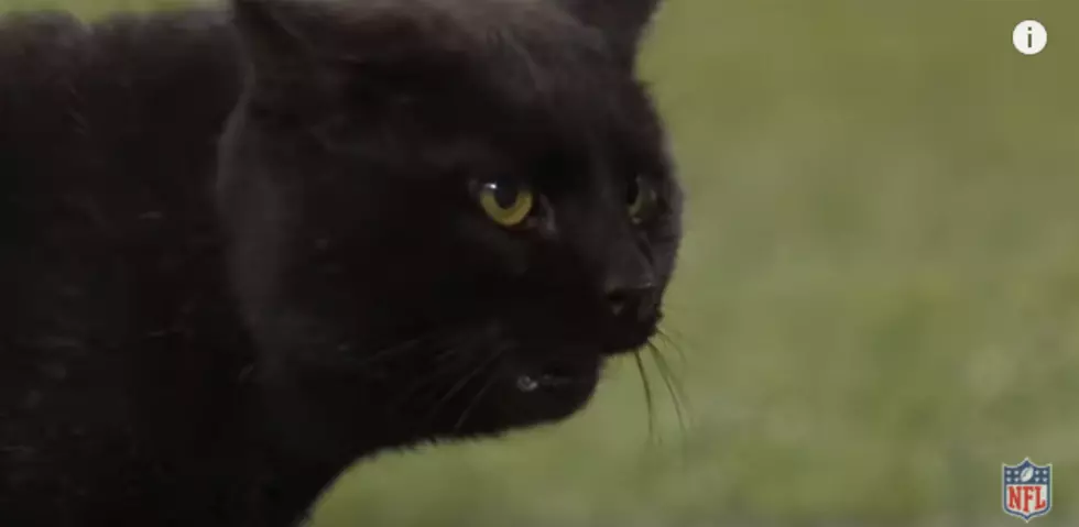Cat Runs Around The Field During Monday Night Football Game [WATCH]