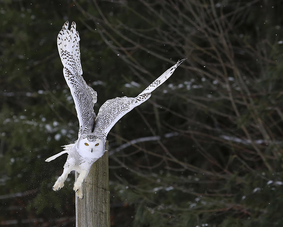 Rare, Massive Snowy Owl Spotted in Lancaster, New York
