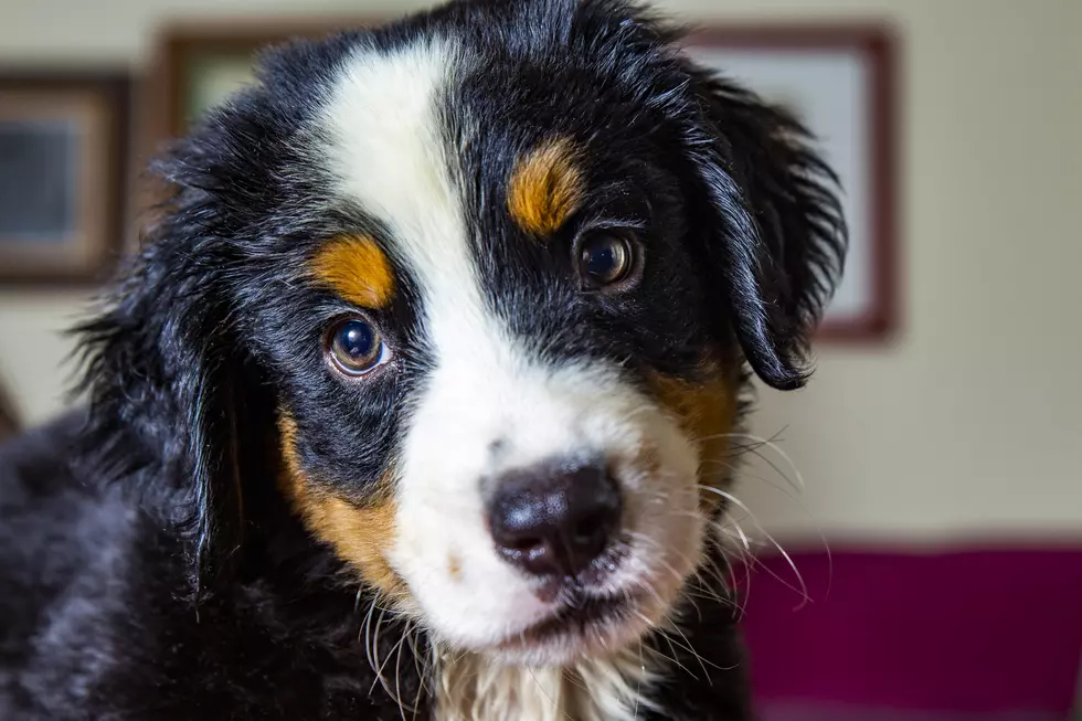 Funeral Home Will Soon Have A Puppy Help Grieving Families
