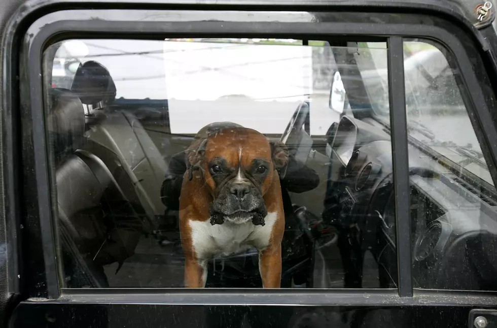 Can You Legally Break A Window In NY To Free A Dog In A Hot Car?