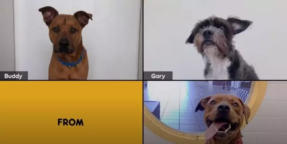 You Can Adopt Dogs Through Zoom From Pedigree and Adoption Fees Are Covered