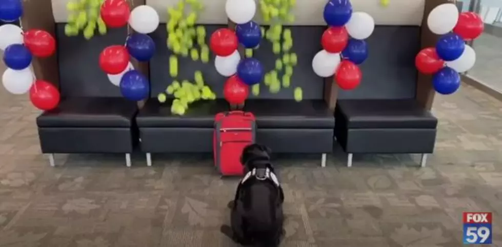 Retiring TSA Airport Dog Gets A Huge Surprise On His Last Day [VIDEO]