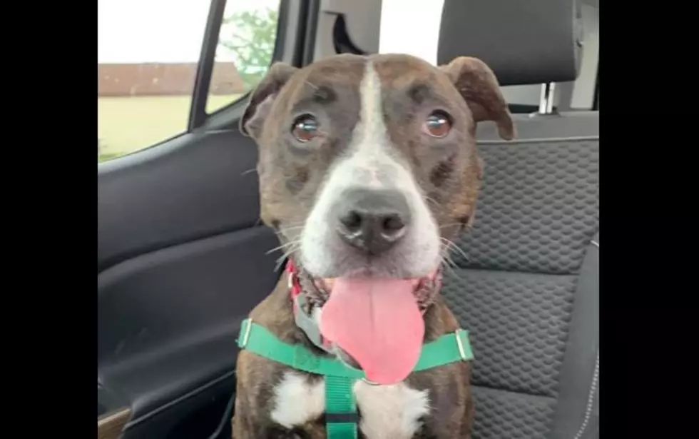 Izzy, Who Couldn’t Get Adopted Because She’s Deaf, Finally Finds Forever Home [VIDEO]