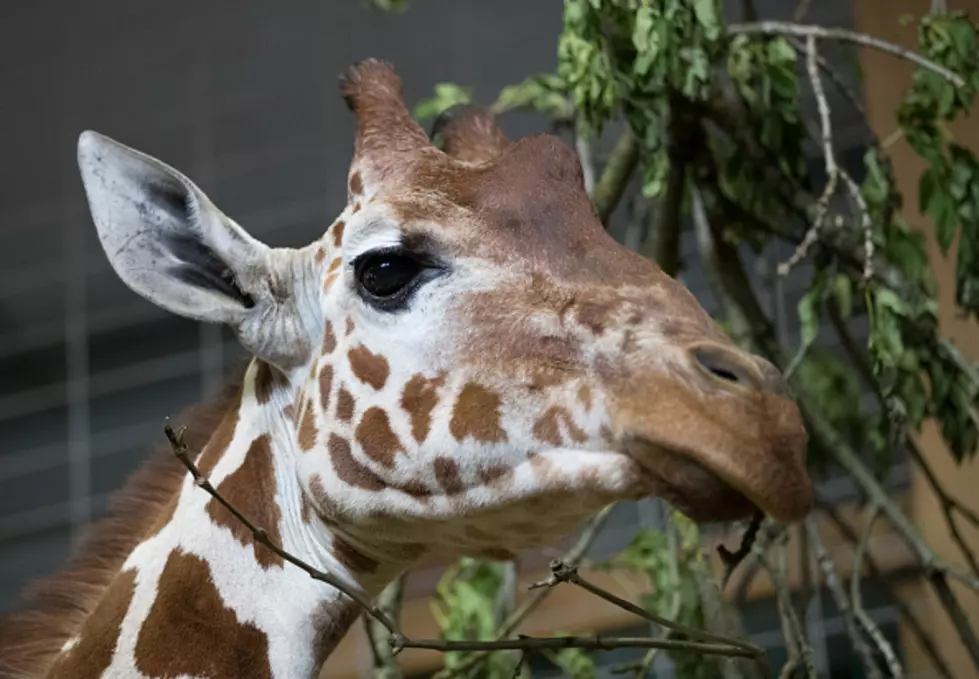 Sampson The Giraffe at The Buffalo Zoo Dies Following Medical Procedure