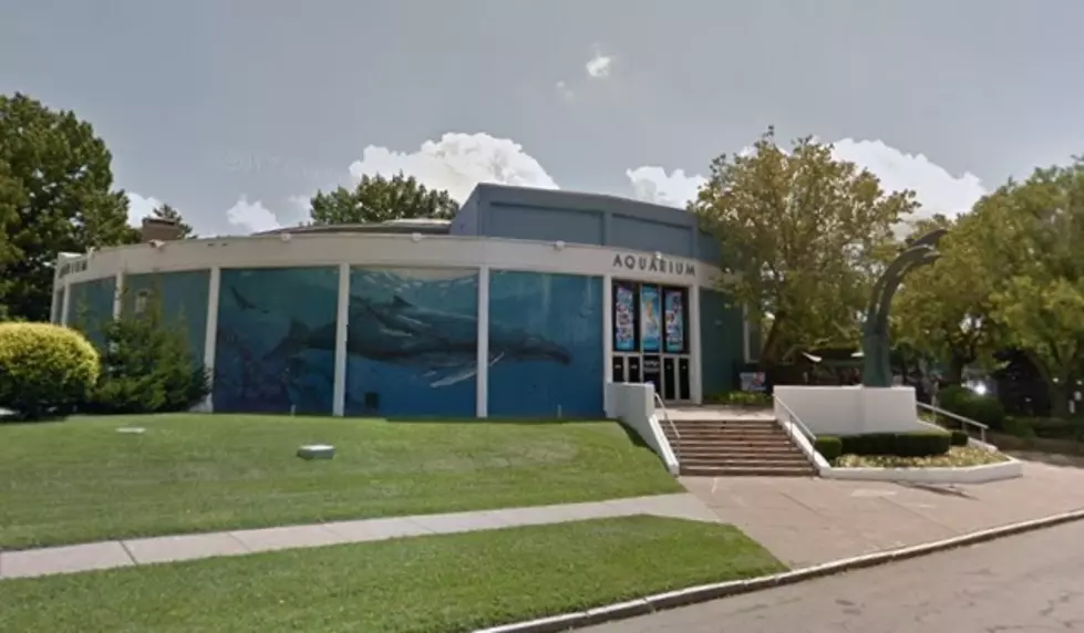 Aquarium of Niagara Holds "Yule-Tide Days" This Week
