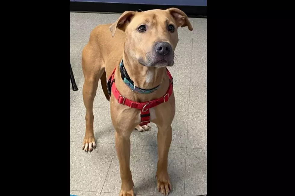 Dog That Was Abused Needs Help Finding Forever Home at the Niagara County SPCA