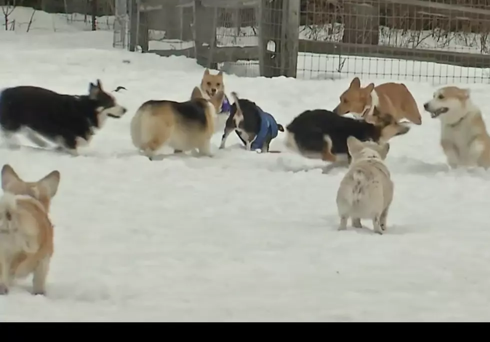 Here’s Why There Were So Many Corgis in East Aurora This Weekend