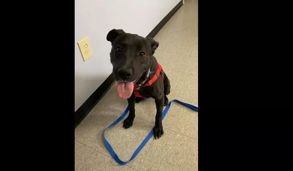 Dog Adopted Then Returned Just a Week Later To The Niagara SPCA