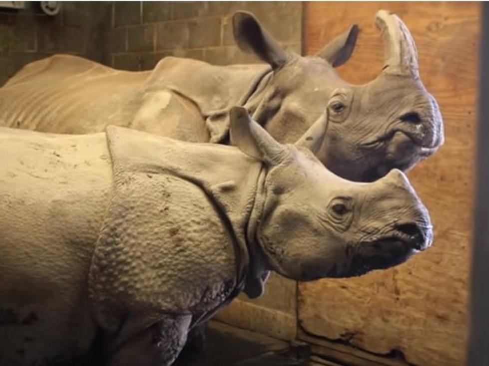 The Buffalo Zoo Is Expecting Another Baby Rhino!