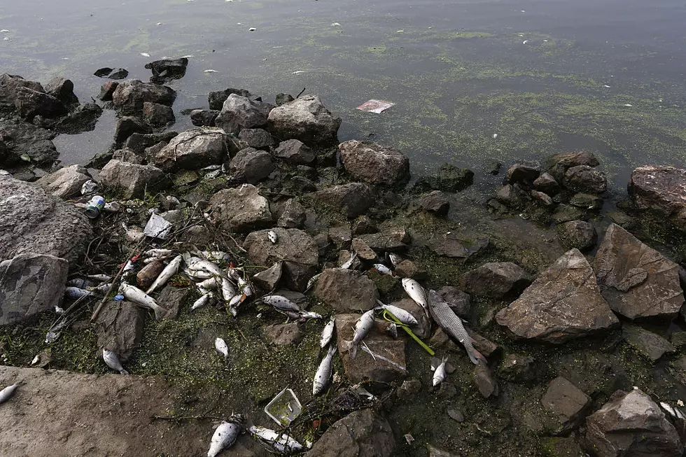Why Are There So Many Dead Fish On The Shores Of Lake Ontario?