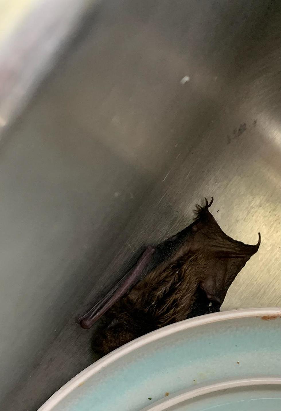 Why Do Bats Keep Getting Into My House?