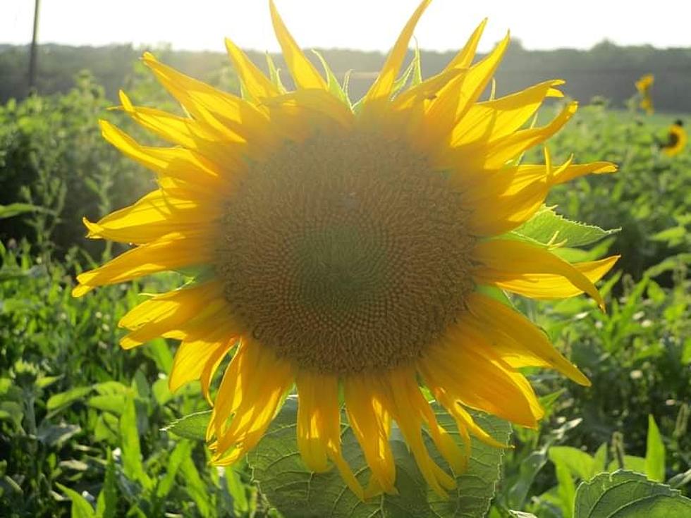 New Sunflower Field Opens in WNY -- Just In Time For August