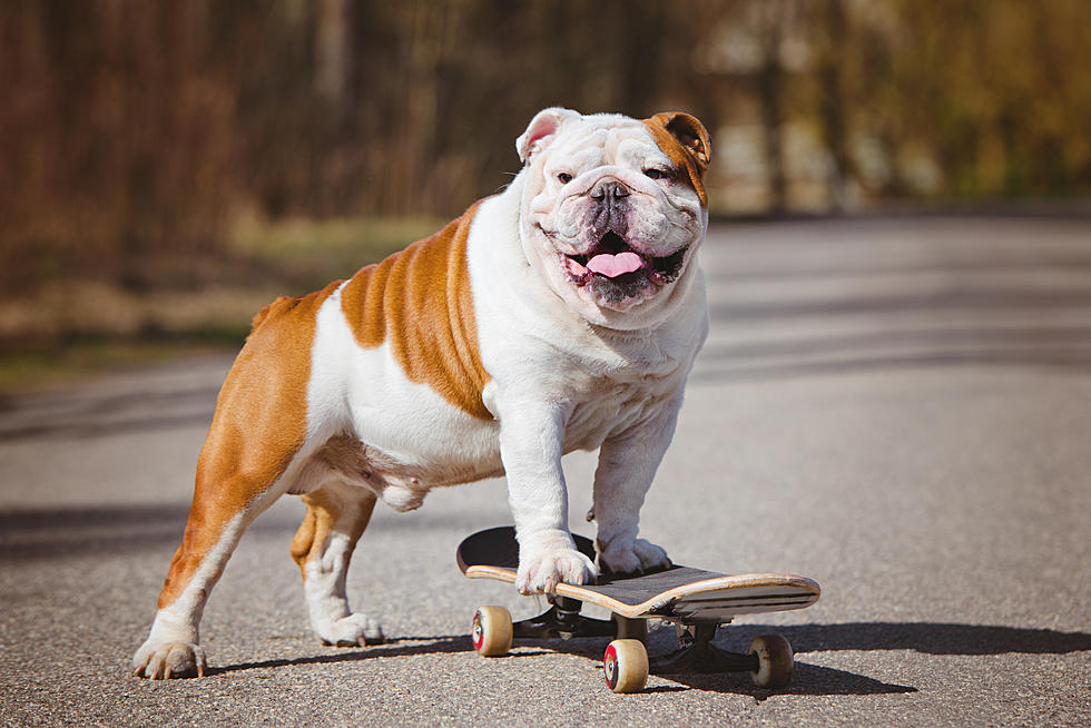 7 Ways To Motivate Your Dog To Get Moving Without Yelling