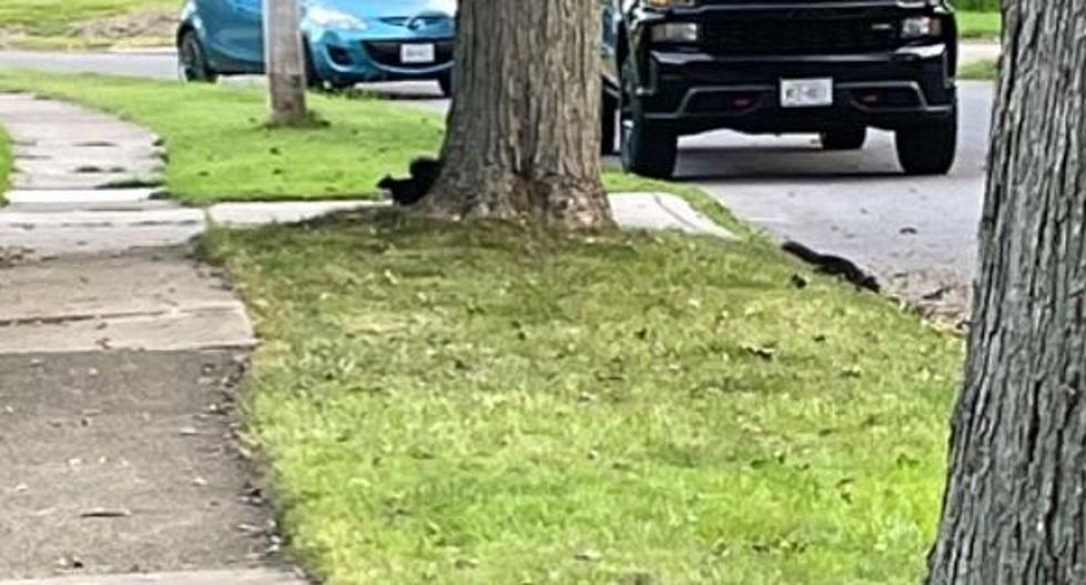 Weird Squirrel Spotted In New York [PHOTOS]