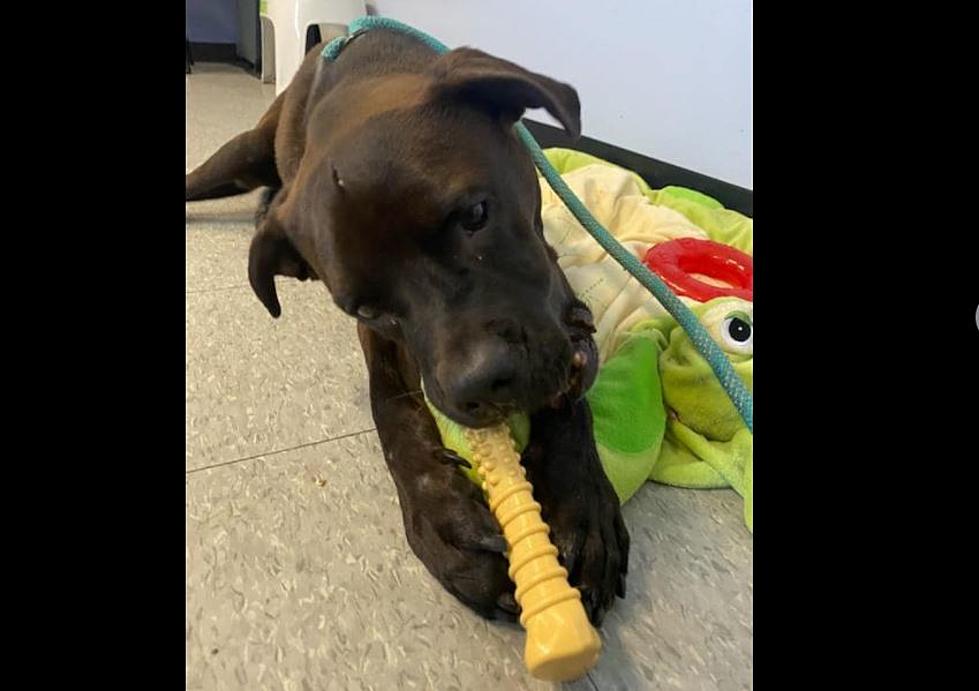 Dog With Kidney Failure at Niagara SPCA Needs a Forever Home