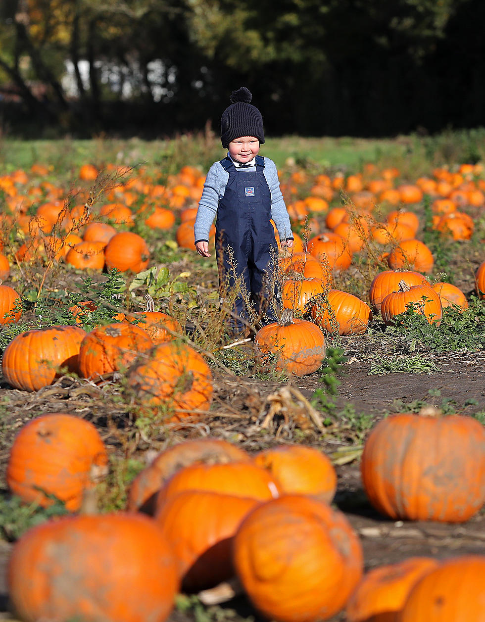 The 5 Most Amazing Western New York Pumpkin Patches