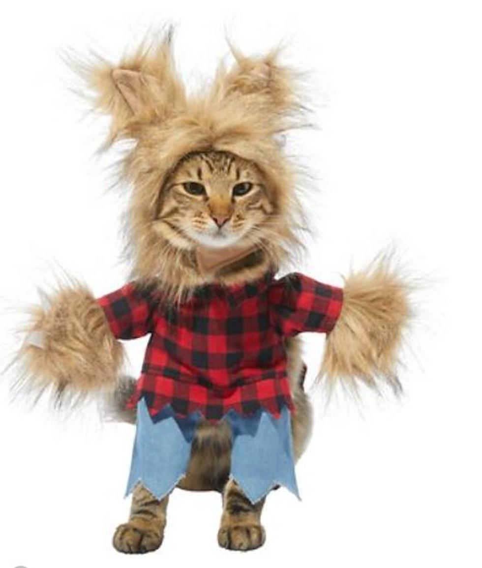 25 Super Cute Halloween Costumes For Your Fur Baby