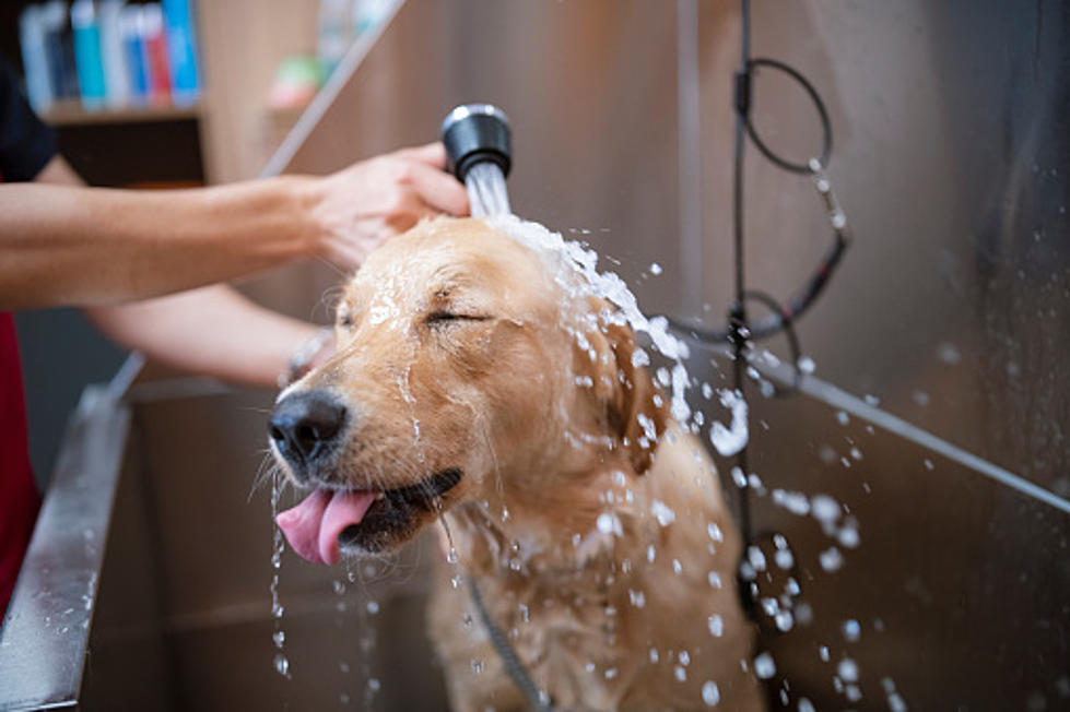 5 Of The Best Mobile Pet Groomers In Buffalo