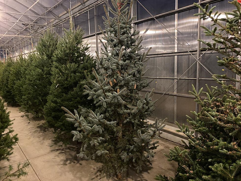 New Christmas Tree Trend Makes It’s Way To WNY