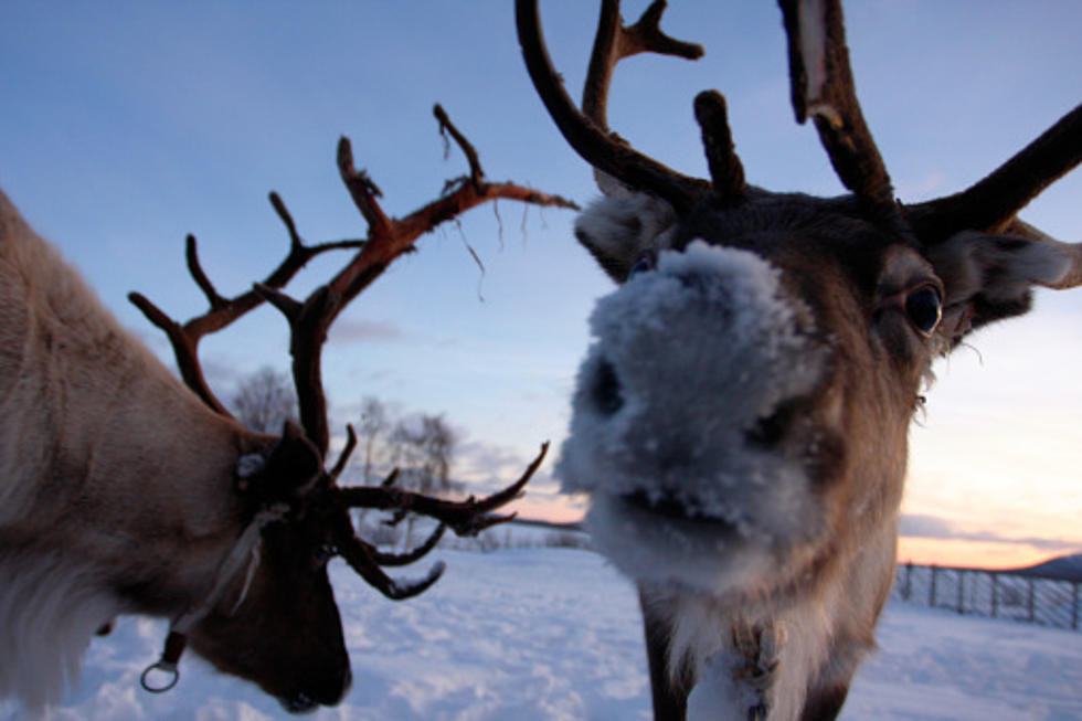 How To Have A Reindeer Visit Your House On Christmas Day