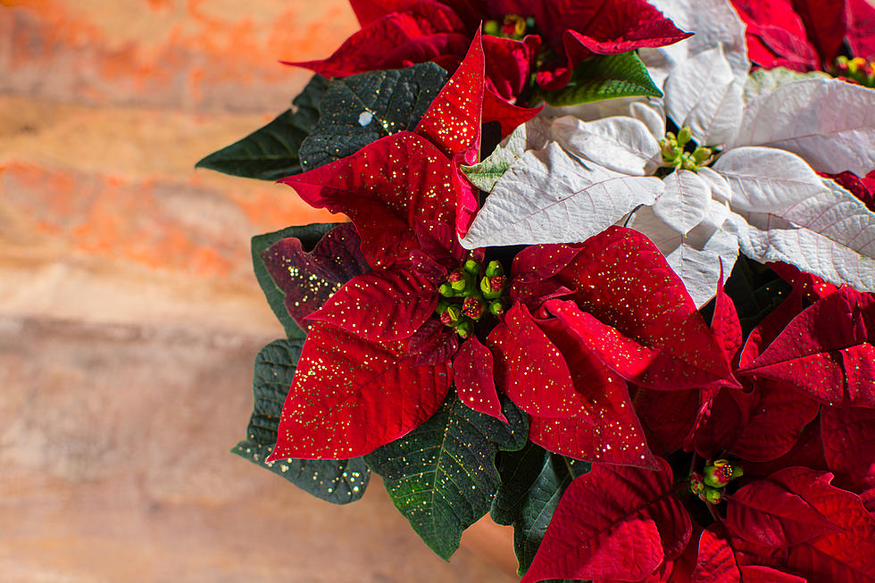 Magical Poinsettia Display Makes For A  Colorful Date Night