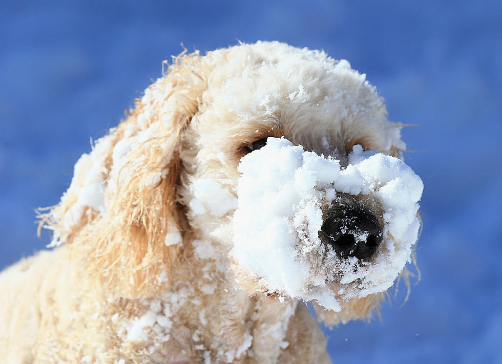 WNYers Should Do These 5 Things To Protect Your Pets In The Snow